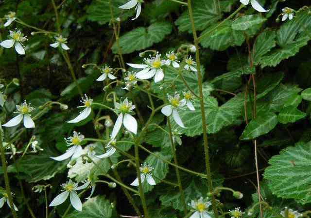 雪ノ下　ゆきのした　ユキノシタ　植木組合
