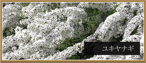 雪柳　ユキヤナギ　ゆきやなぎ 580バナー　植木組合　