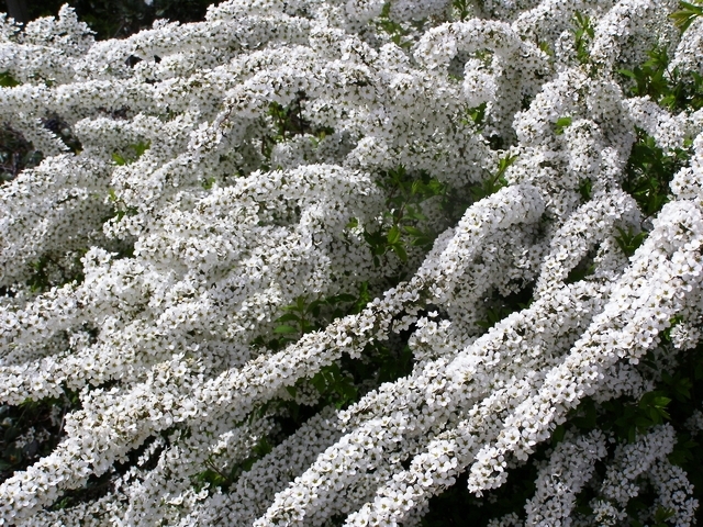 雪柳　ユキヤナギ