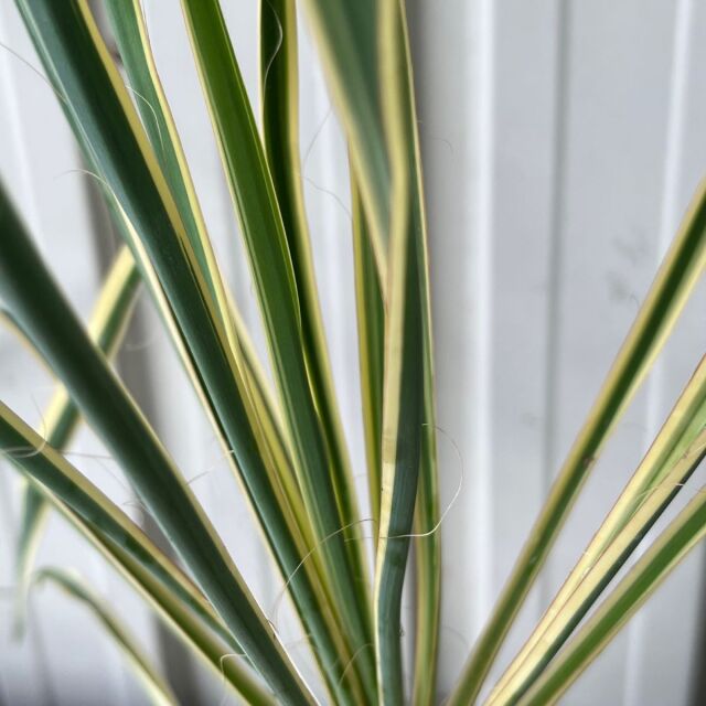 ユッカ　ブライトエッジ　15cmポット入り　ゆっか　ぶらいとえっじ　葉　植木組合