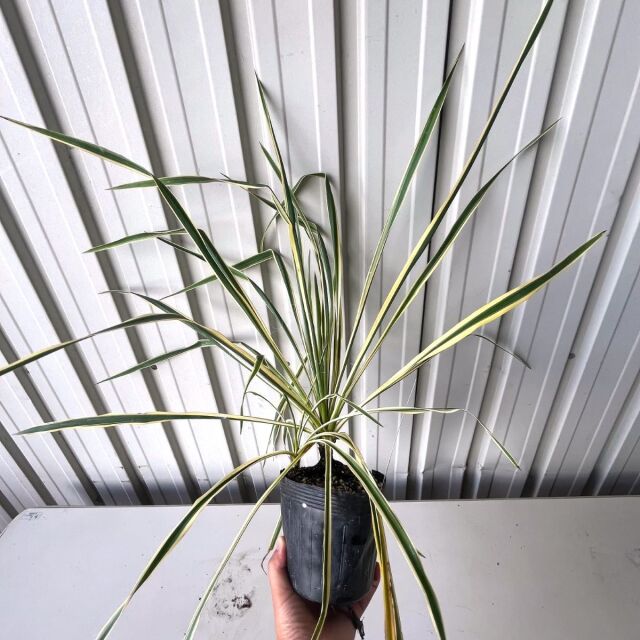 ユッカ　ブライトエッジ　15cmポット入り　ゆっか　ぶらいとえっじ　植木組合