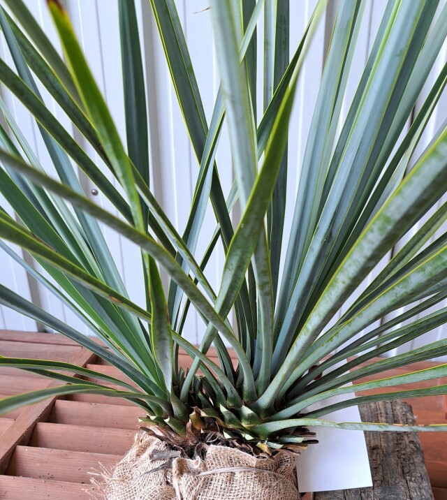 #60 ユッカリギダ Yucca rigida （発根済） 限定発売】ユッカ リギダ 高さ約50～60cm鉢含まず 根巻 Yucca rigida