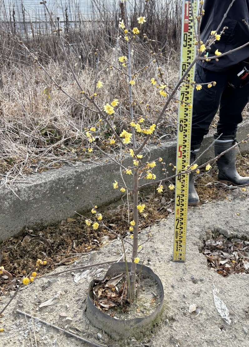 満月蝋梅　まんげつろうばい　マンゲツロウバイ　植木組合