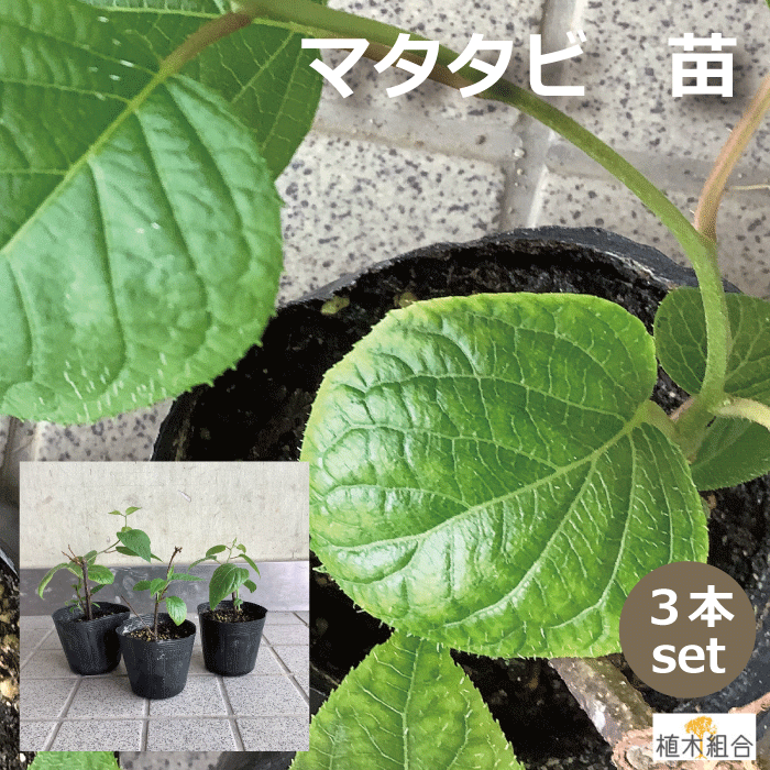 またたび　マタタビ　木天蓼　苗　植木組合