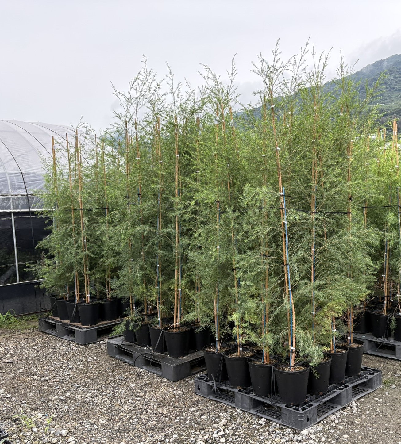 メディカルティーツリー　植木組合　OG　メラレウカ　メラリューカ