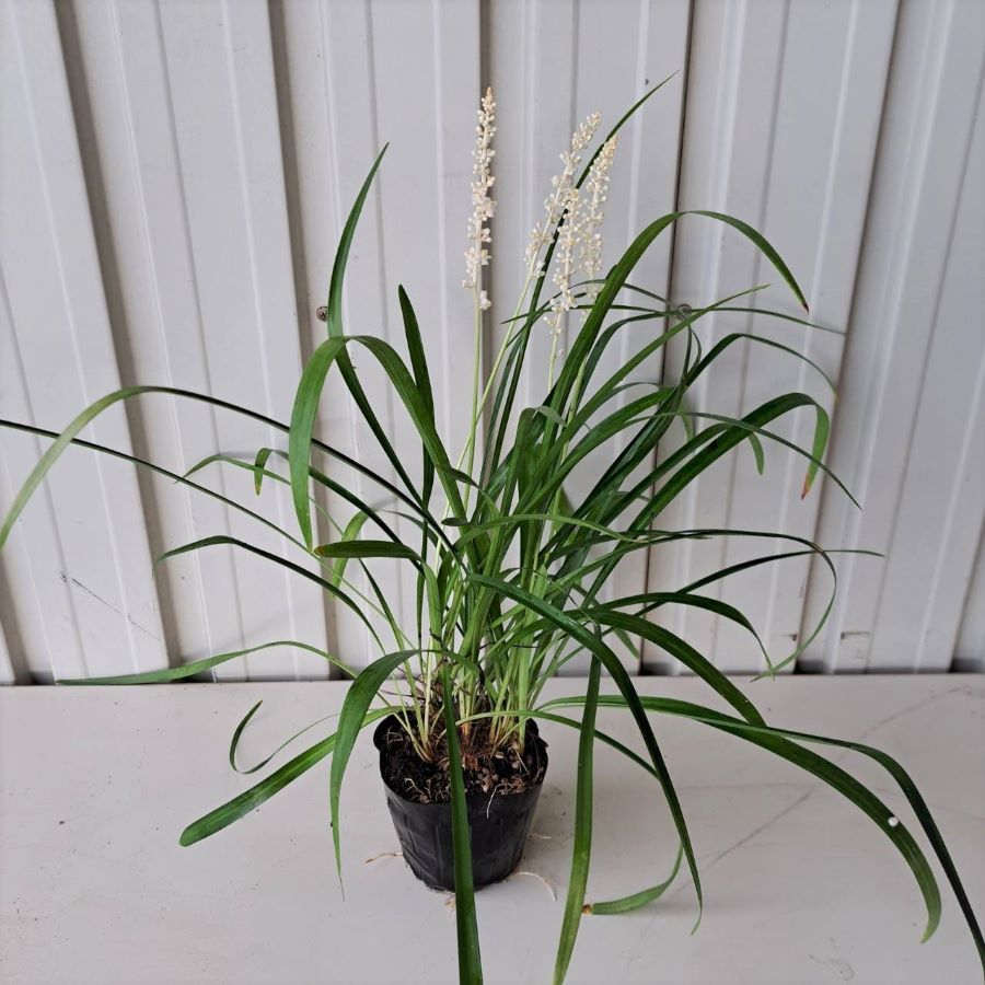 ヤブラン　モンローホワイト　　植木組合