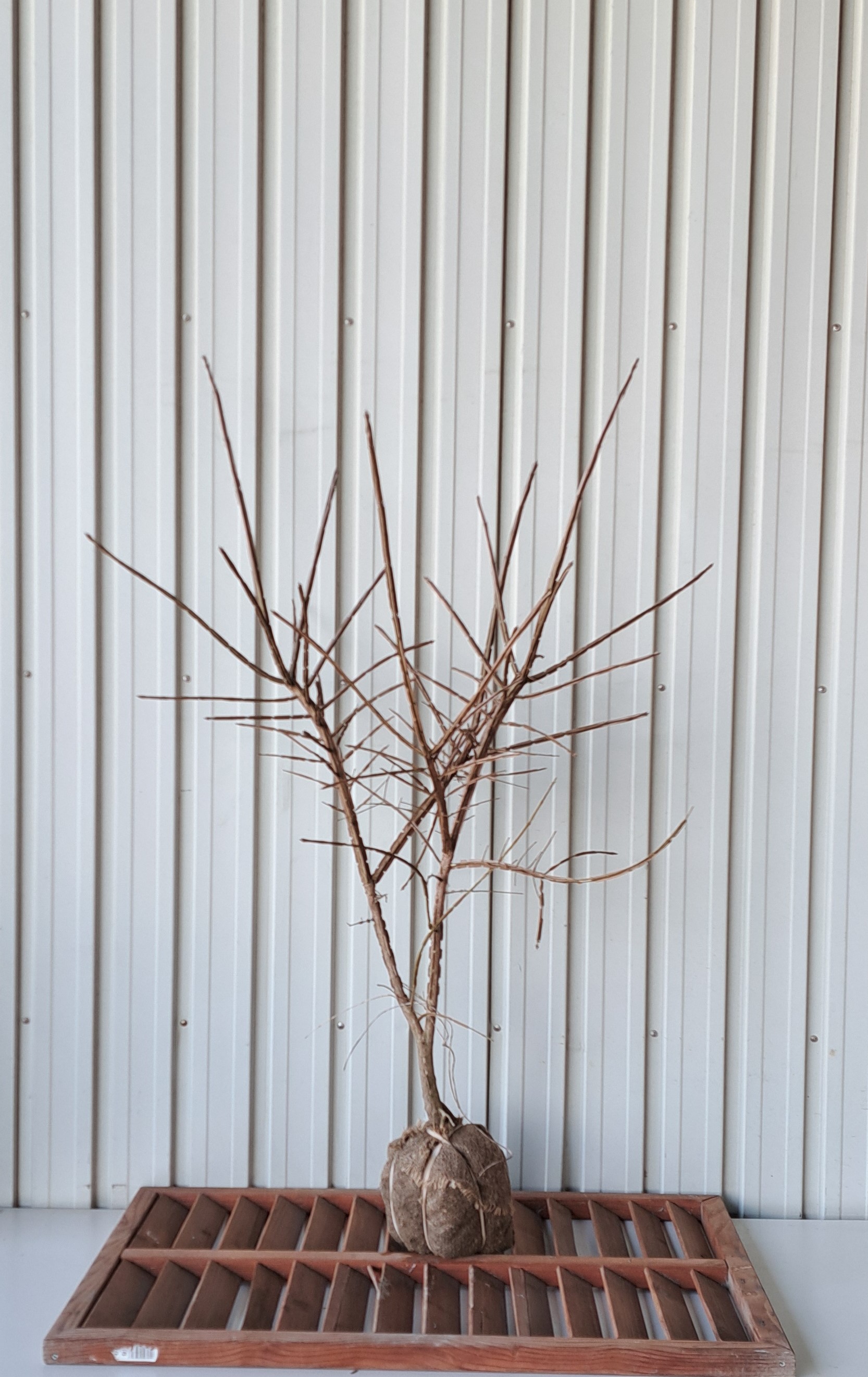 ニシキギ　にしきぎ　植木組合