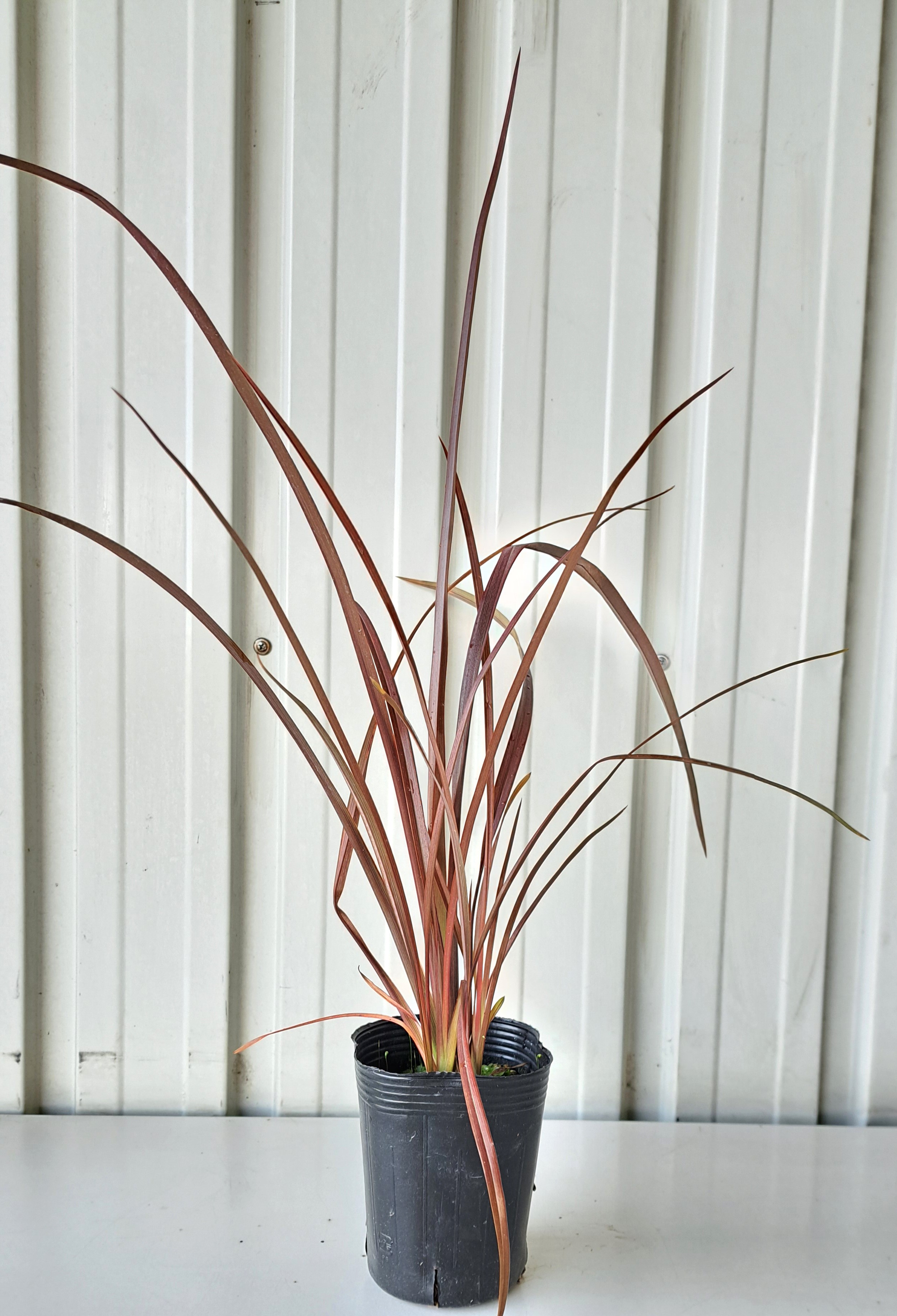 ニューサイラン 紫葉 銅葉