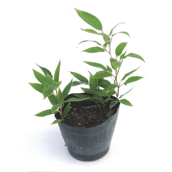 オカメザサ　　植木組合