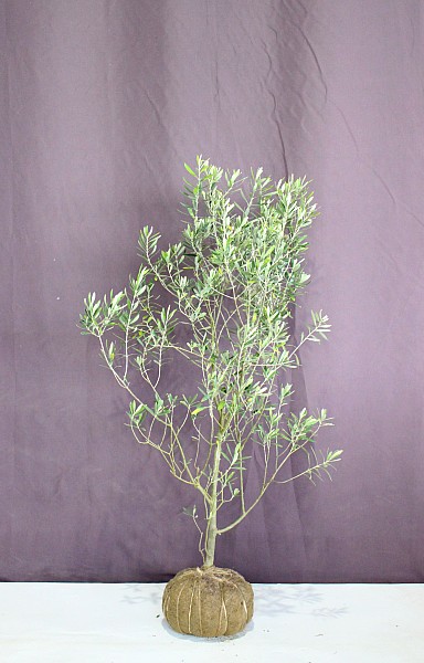 現物962 オリーブの木 高さ 約1 4ｍ 人気 植木 庭木 現品販売