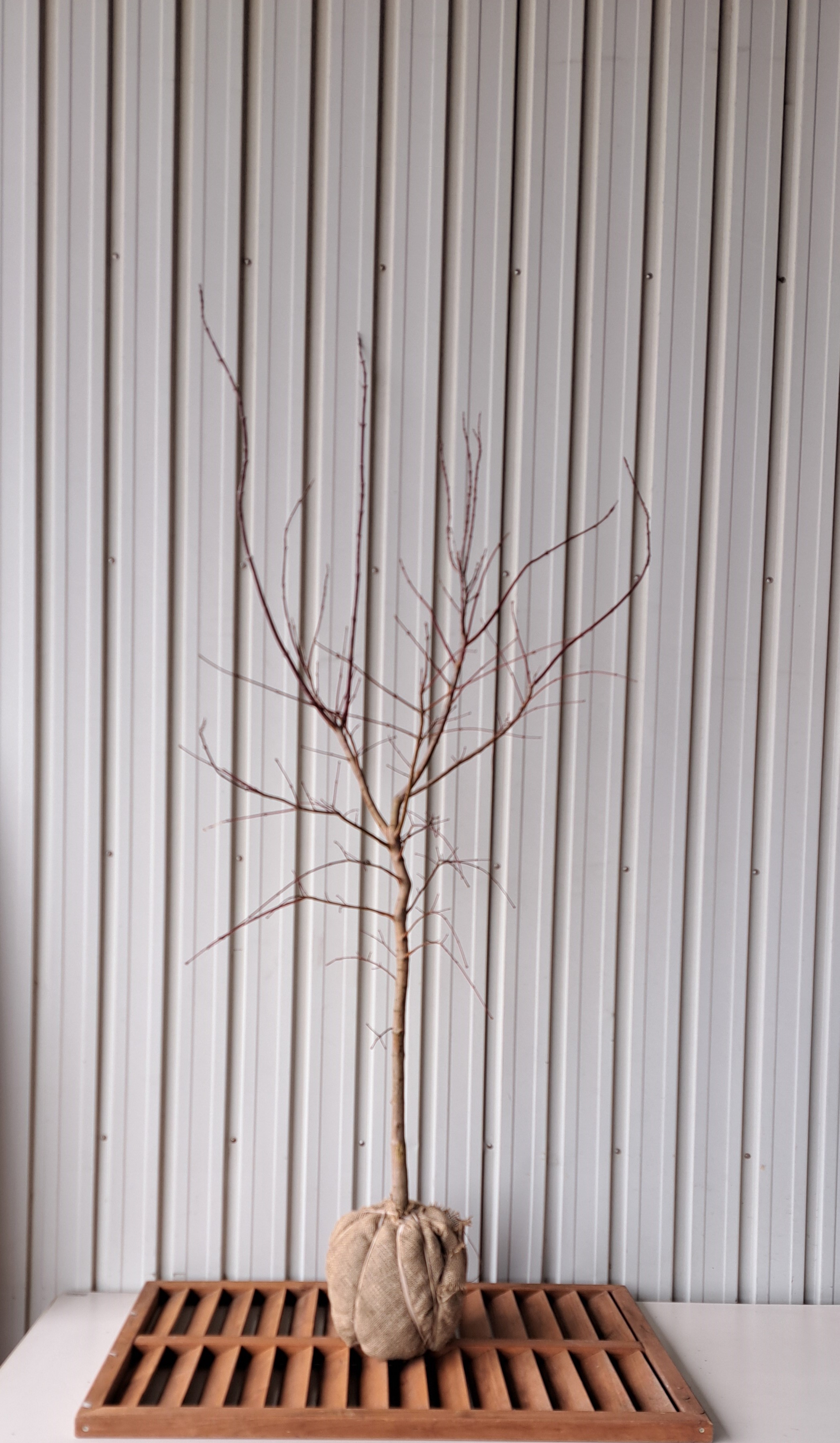 オオモミジ　おおもみじ　大紅葉　植木組合　