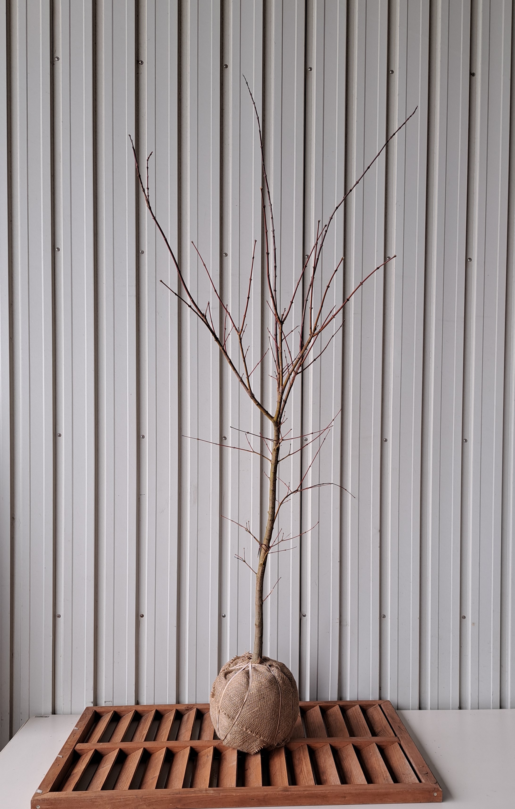 オオモミジ　おおもみじ　大紅葉　植木組合