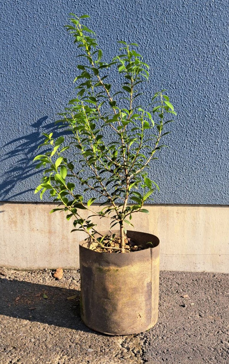 オスマンサス バークウッディ(burkwoodii)