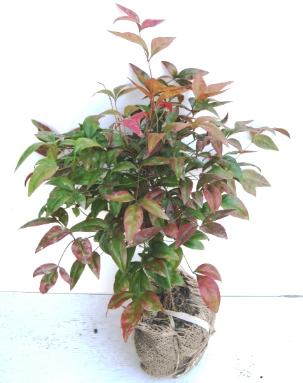 オタフクナンテン　五色南天