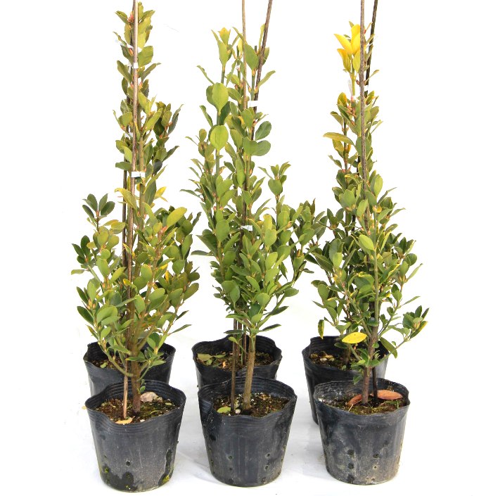 黄金マサキ　オウゴンマサキ　苗