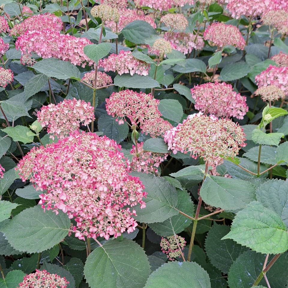 ピンクアナベル　アナベル　アジサイ　植木　植木組合　落葉低木