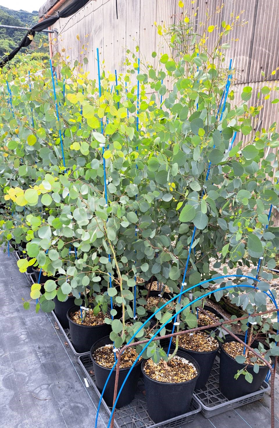 ユーカリ　ポポラス　植木組合