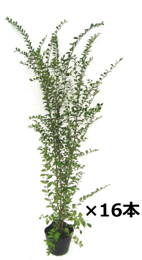 3 22ｕｐ プリペット 高さ約1 2ｍ １６本セット