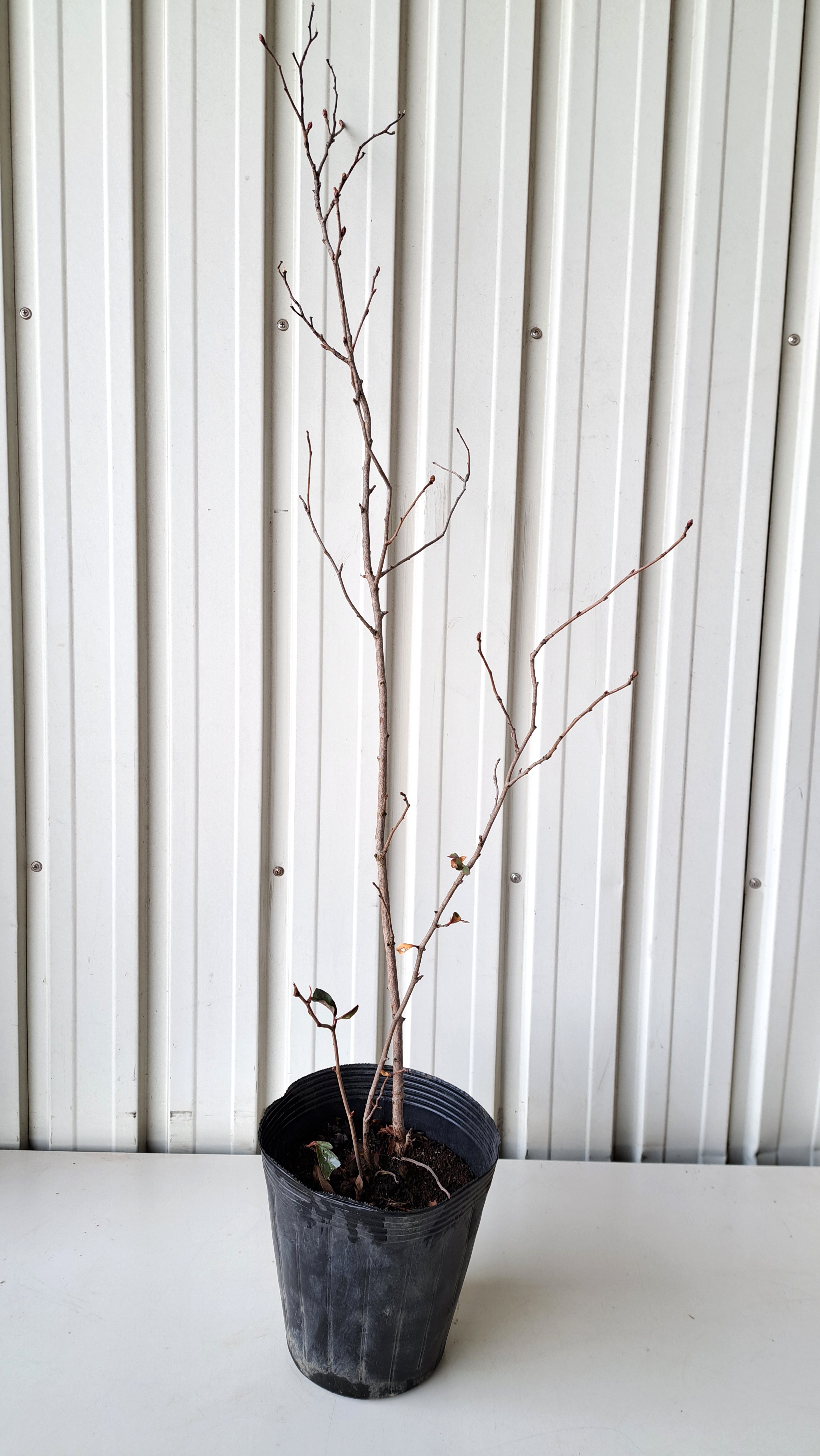 リキュウバイ　りきゅうばい　植木組合