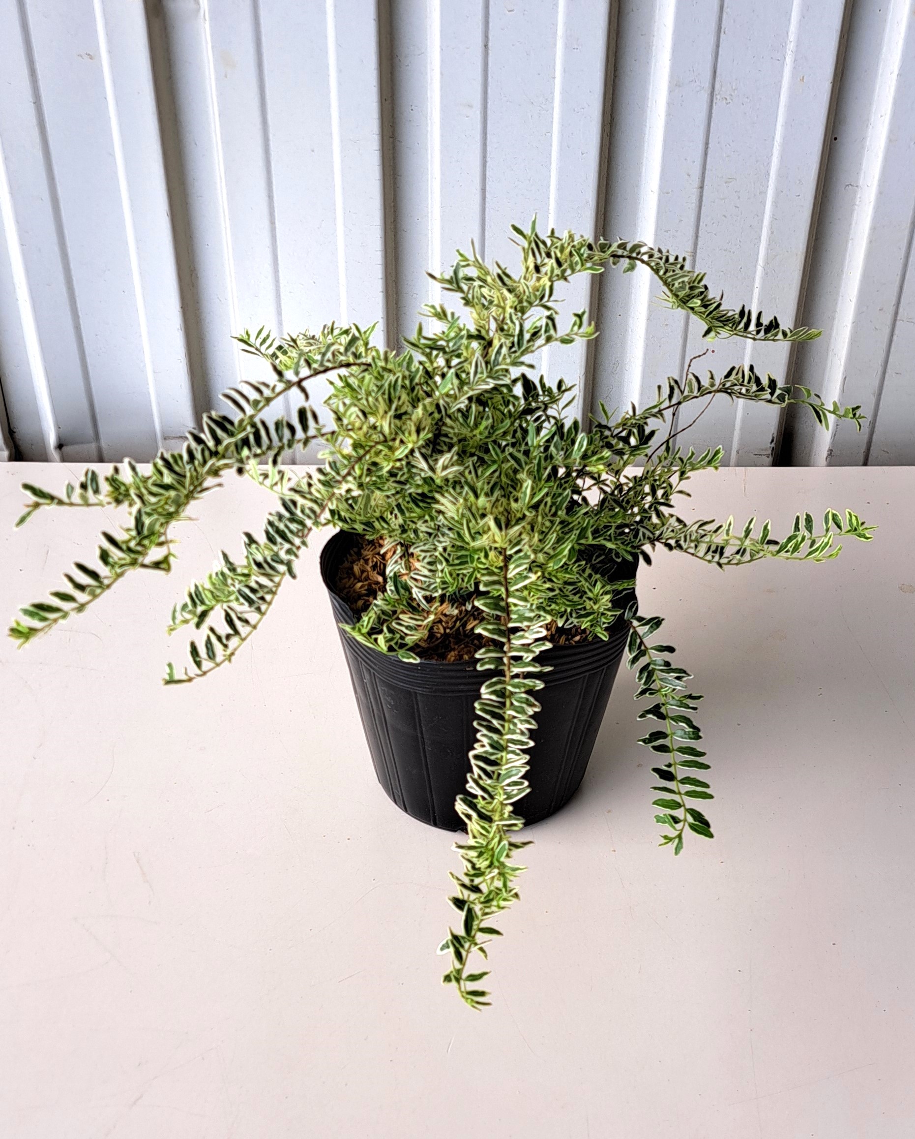 ロニセラホワイト　ろにせらほわいと　植木組合
