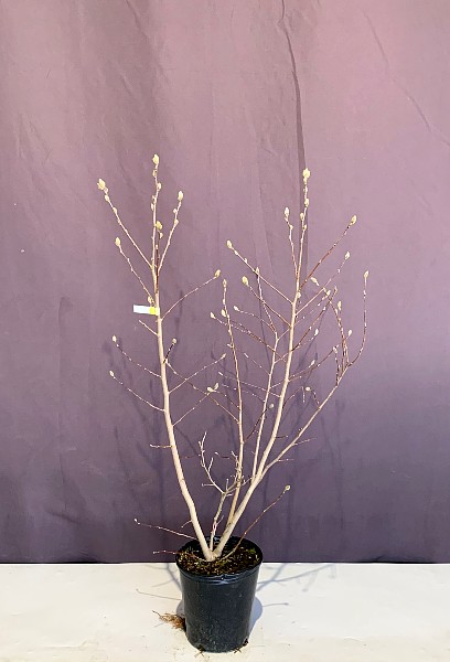 シデコブシ ロゼア マグノリア 姫こぶし 人気 植木 庭木 現品販売