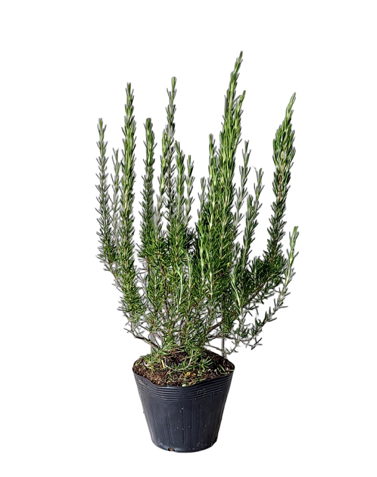 ローズマリー　ろーずまりー　30ｃｍ　植木組合