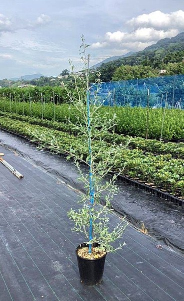 ロシアンオリーブ ホソバグミ 高さ1 5ｍ 24ｃｍポット入り