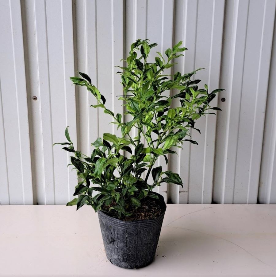 サルココッカ　30cm　植木組合