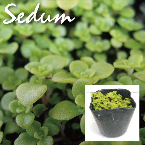 植木組合の　セダム　多肉植物　オウゴンマルバマンネングサ　黄金　万年草