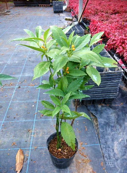 センリョウ　黄実