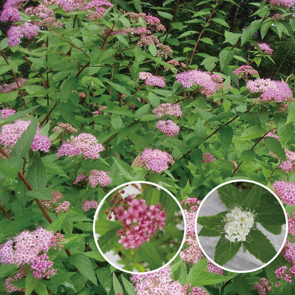 シモツケ　花　植木組合