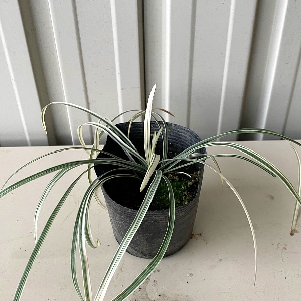 シルバードラゴン　苗　　植木組合