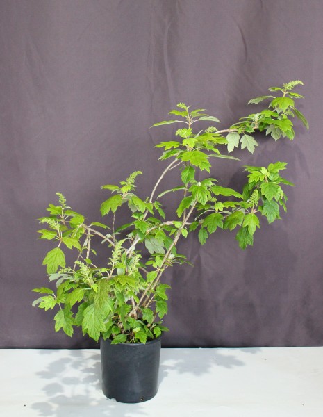 現物845 カシワバアジサイ スノーフレーク 八重咲き 大株 高さ 約1 2ｍ 幅 約1 3ｍ 30ｃｍポット入り