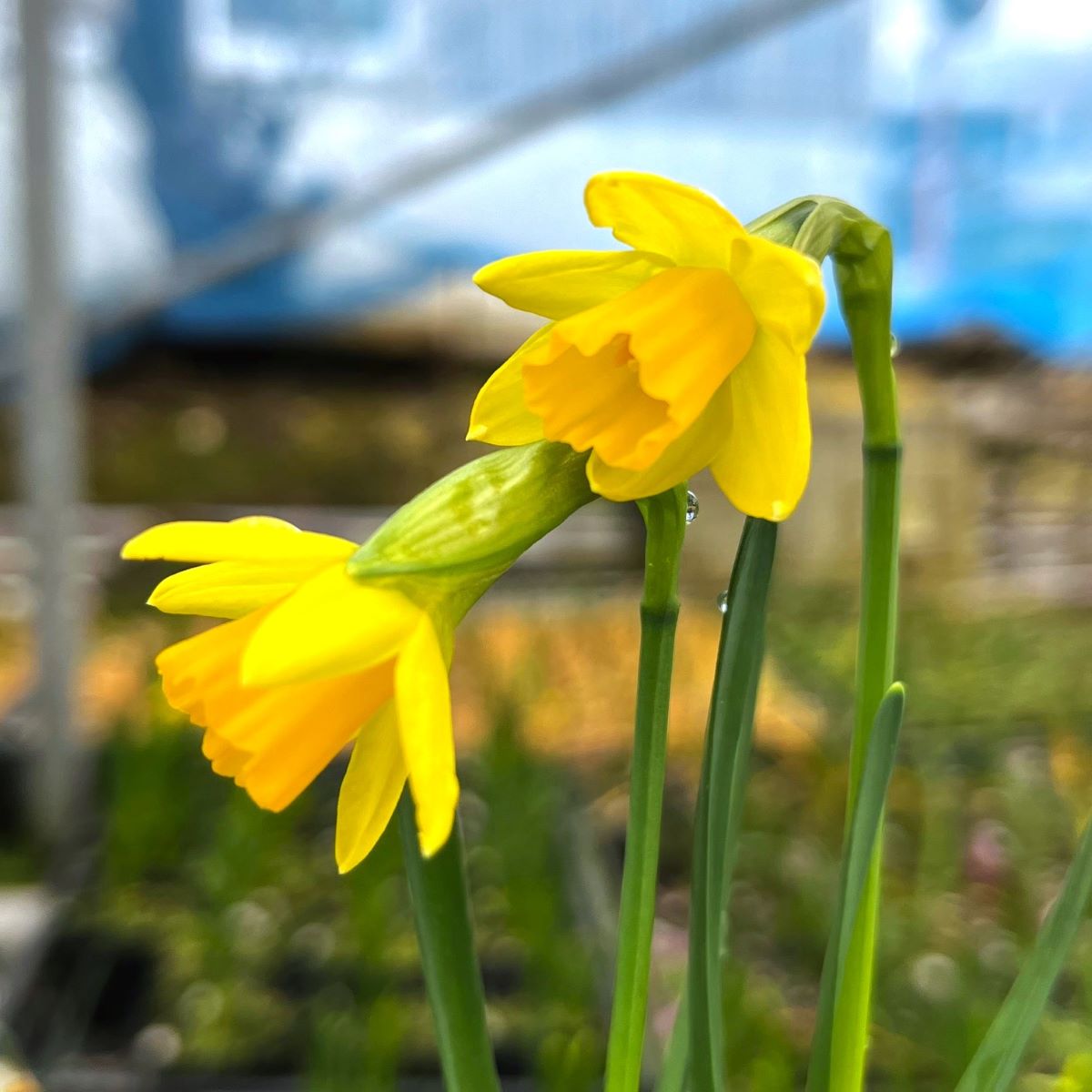 スイセン　黄色　花　　植木組合