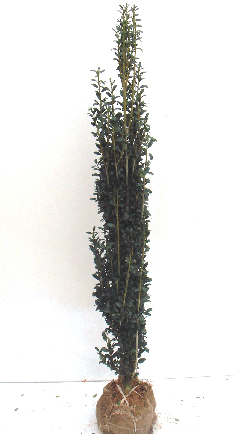 スカイペンシル　