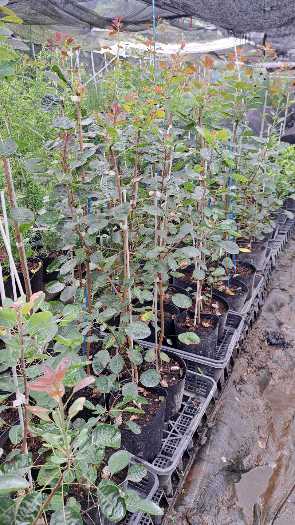 スモークツリー　るぶりふぉりうす　ルブリフォリウス　植木組合　落葉　シンボルツリー　けむりの木