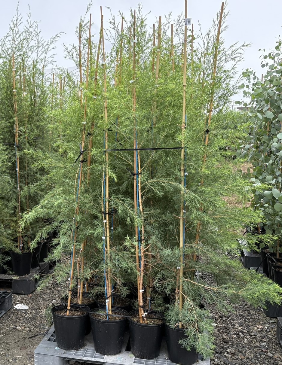 メラリューカ　メラレウカ　スノーインサマー　植木組合　OG