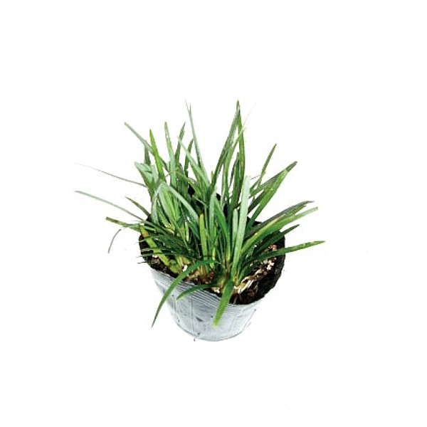 たまりゅう  楽天市場】タマリュウ(玉竜)200ポット（40ポット×5ケース