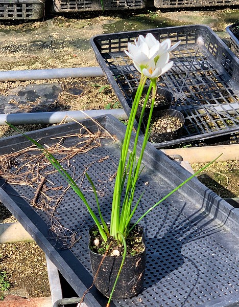 タマスダレ　白花　植木組合