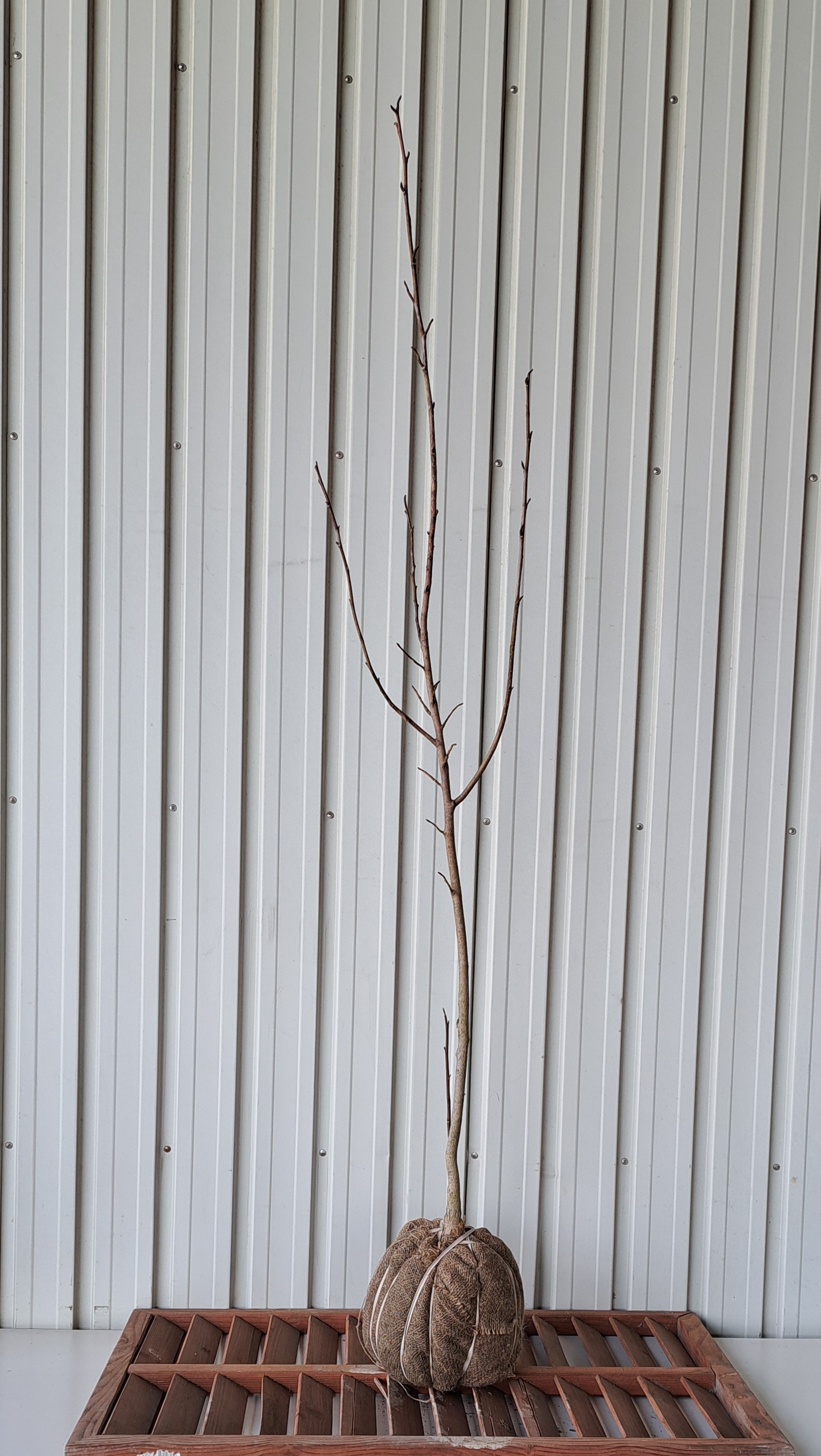 タムシバ　たむしば　植木組合