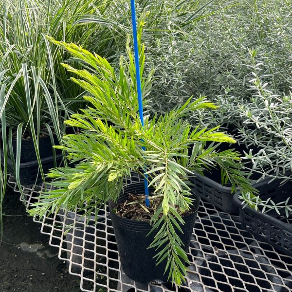 アカシア　テレサ　30cm　　植木組合