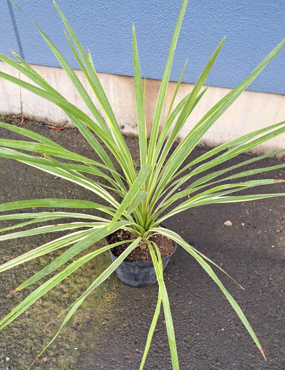 ドラセナ コルディリーネ トーベイダズラー