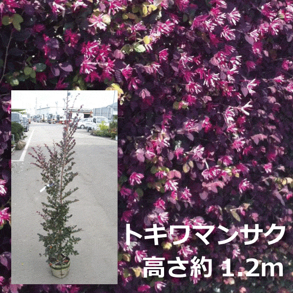 トキワマンサク　常盤万作　赤葉　赤花　植木組合　生垣