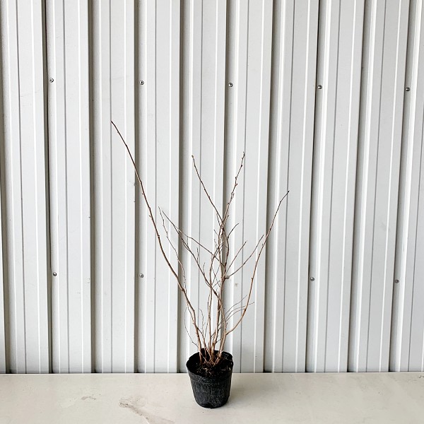 トサミズキ50cm