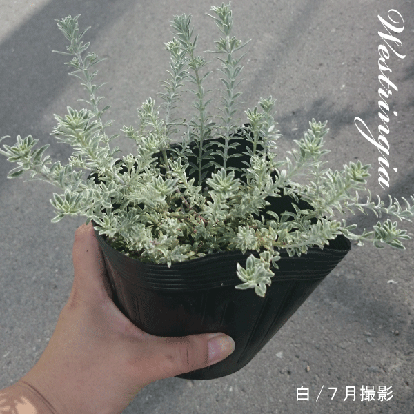 斑入り ウエストリンギア スモーキーホワイト 5個セット（斑入り