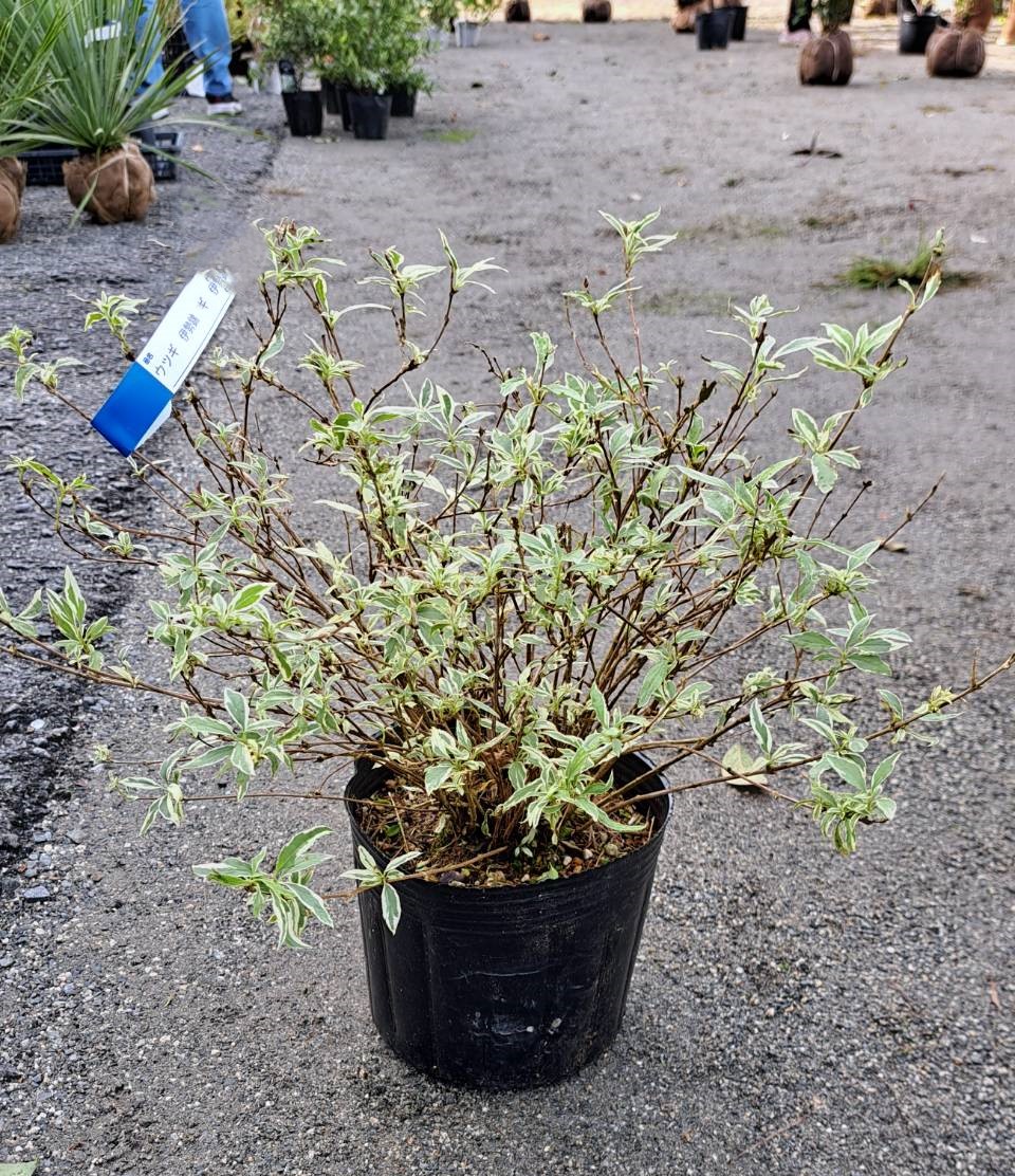 ウツギ　 伊勢錦　（空木　イセニシキ）　落葉低木　植木組合