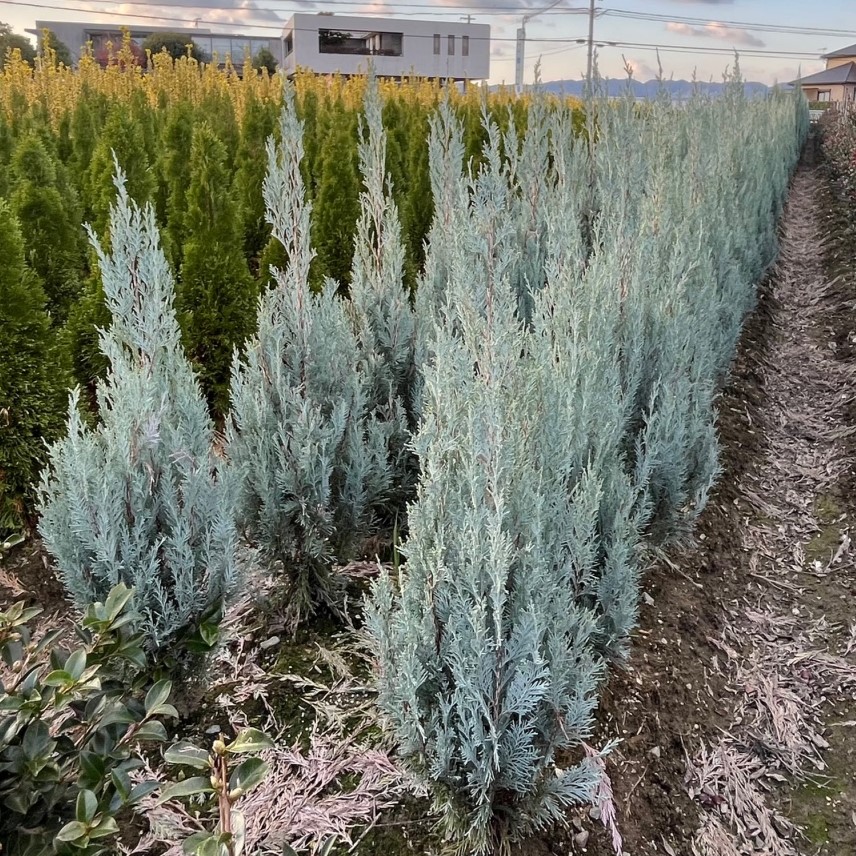 ウィッチタブルー