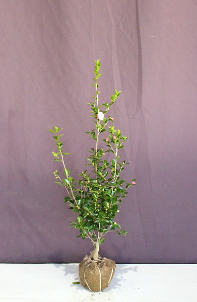 【 みい 】 植木業販サザンカ樹高0.8m前後15cmポット【15本セット】さざんか