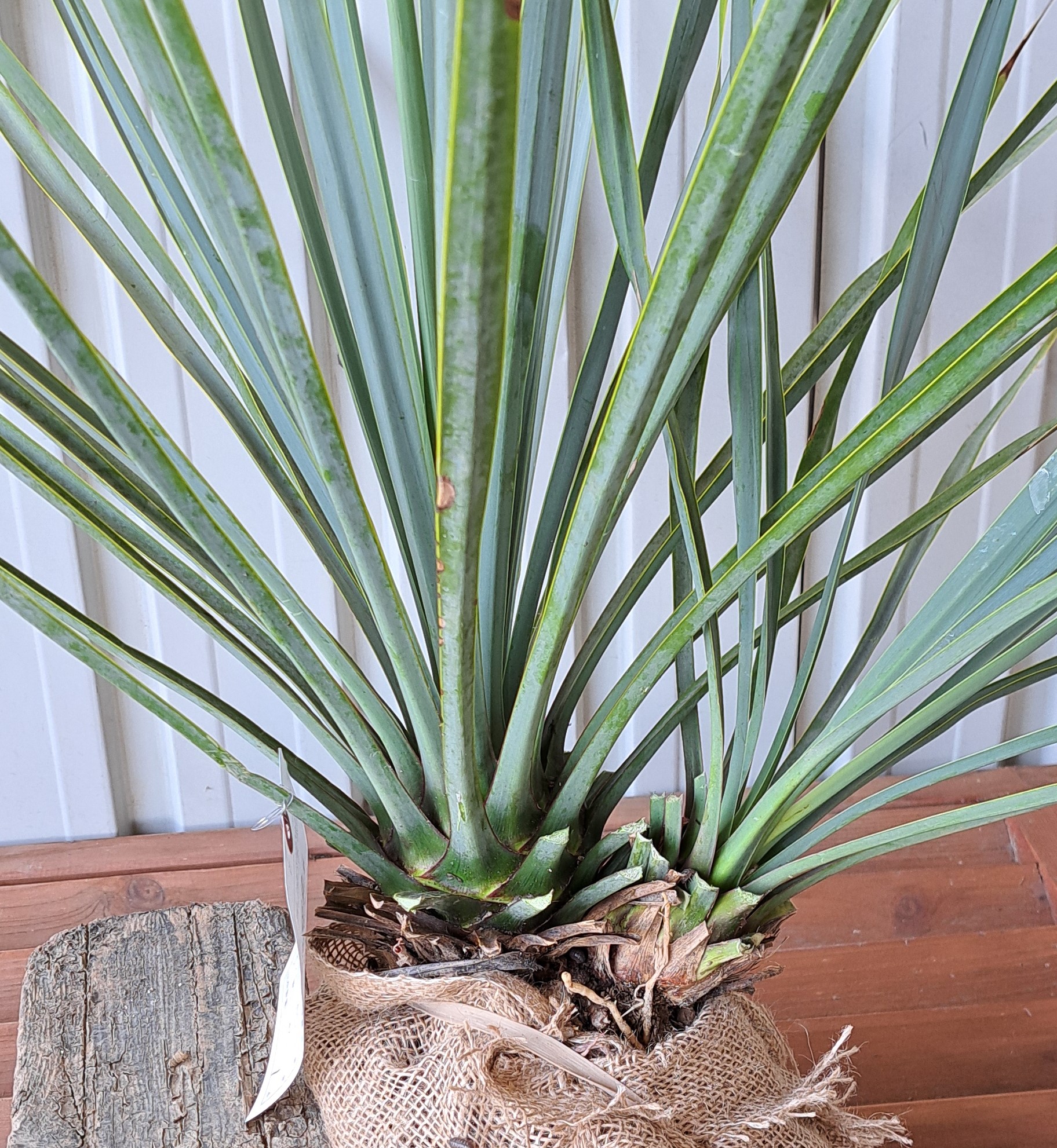 ユッカロストラーダ　リギダ　ゆっかろすとらーだ　りぎだ　植木組合