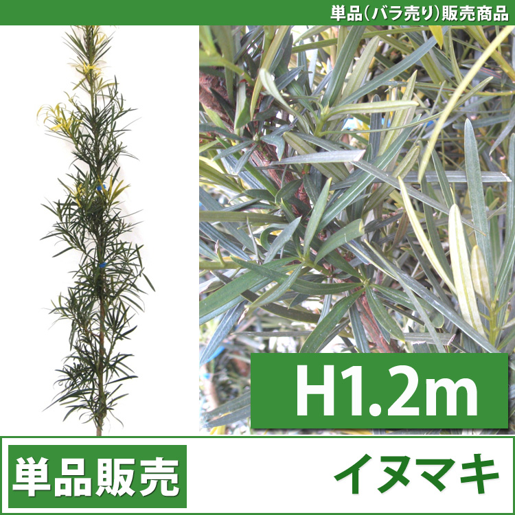 常緑樹 イヌマキ　槇　植木　3m50cm 三重 常緑樹 イヌマキ 槇 植木 3m50cm 三重